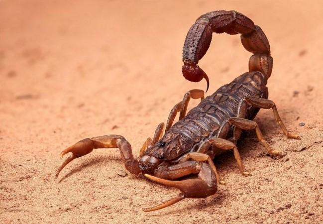 Five-Year-Old Dies Of Scorpion Bite In Bihar Five-Year-Old Dies Of Scorpion Bite In Bihar