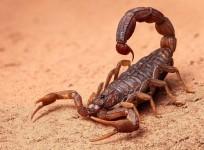 Five-Year-Old Dies Of Scorpion Bite In Bihar