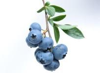 Blueberries: The antioxidant powerhouse for brain health