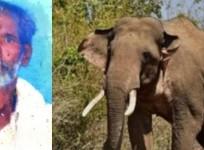 K'taka Farmer Killed In Wild Elephant Attack, Villagers Protest Against Forest Dept