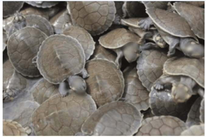 Two held with 319 turtle shells in Bihar