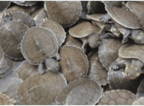 Two held with 319 turtle shells in Bihar