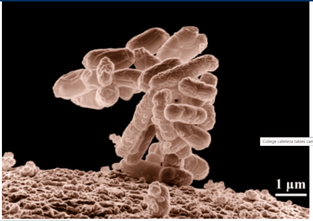 College cafeteria tables carry 60K times more bacteria than toilet seats: Study College cafeteria tables carry 60K times more bacteria than toilet seats: Study