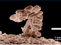 College cafeteria tables carry 60K times more bacteria than toilet seats: Study
