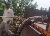 Crocodile