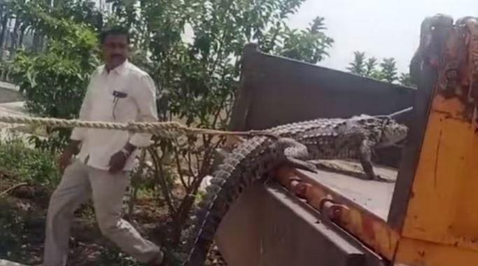 Crocodile