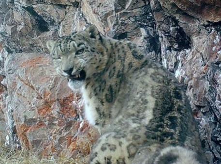 Himachal Home To 75 Snow Leopards, Says Five-Year Scientific Estimation Himachal Home To 75 Snow Leopards, Says Five-Year Scientific Estimation