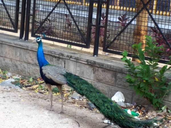 Peacock Peacocks
