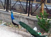 Peacocks