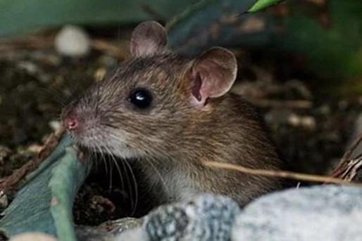 Mouse Mouse