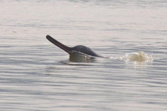 Gangetic River Dolphins Gangetic River Dolphins