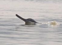 Gangetic River Dolphins