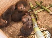Rare Species Of Bamboo Rat Spotted In Bengal