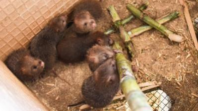 Rare Species Of Bamboo Rat Spotted In Bengal Rare Species Of Bamboo Rat Spotted In Bengal