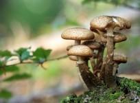 Japan detects above-limit radioactive cesium in locally grown mushroom