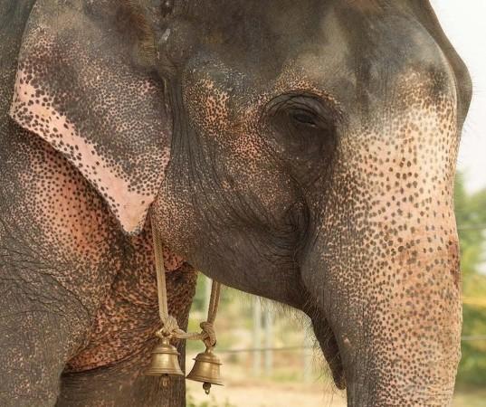 High Court while considering a batch of writ petitions for the prohibition of cruelty against captive elephants in Kerala by their parading and exhibition in temples and festivals. Elephant