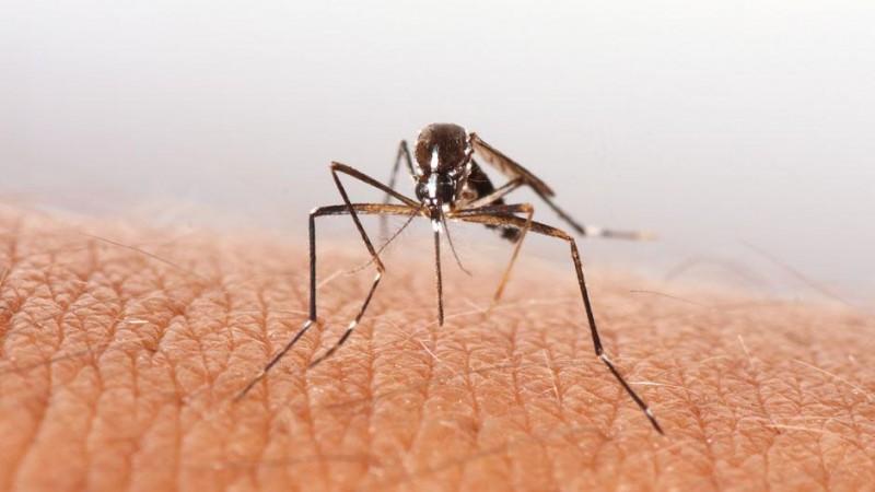 Mosquito, chikungunya