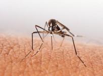Mosquito, chikungunya