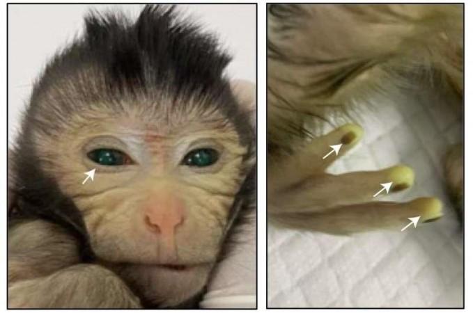 Chinese Scientists Show 1st Live Birth Of A Chimeric Monkey Using Stem Cells Chinese Scientists Show 1st Live Birth Of A Chimeric Monkey Using Stem Cells