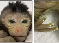 Chinese Scientists Show 1st Live Birth Of A Chimeric Monkey Using Stem Cells