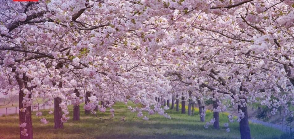 Meghalaya cherry blossom festivial Meghalaya, cherry