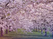Meghalaya, cherry