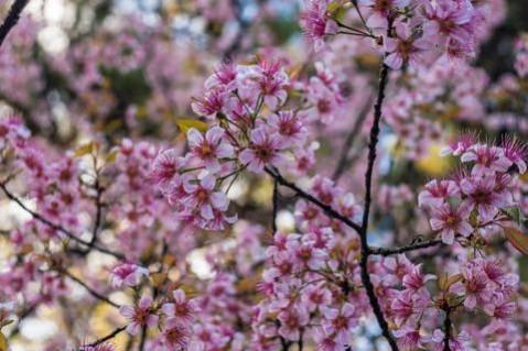 meghalaya to host 3-day cherry blossom festival 2023 cherry