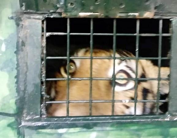 Man-eating tiger captured in K'taka, shifted to Mysuru Zoo Man-eating tiger captured in K'taka, shifted to Mysuru Zoo