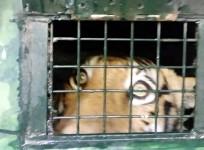 Man-eating tiger captured in K'taka, shifted to Mysuru Zoo