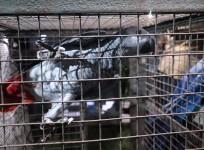 716 birds of 16 species rescued during raid in UP