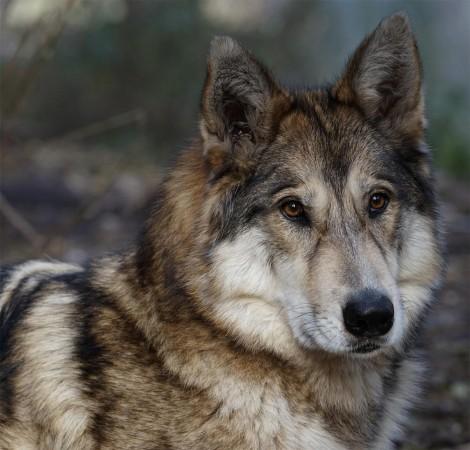 Infant Killed By Family's Hybrid Wolf-Dog Pet In US State Infant Killed By Family's Hybrid Wolf-Dog Pet In US State