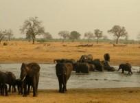 100 Elephants Die In Zimbabwe's Largest Game Reserve From El Nino-Induced Drought