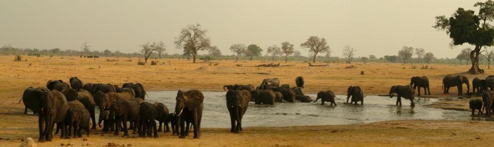 100 Elephants Die In Zimbabwe's Largest Game Reserve From El Nino-Induced Drought 100 Elephants Die In Zimbabwe's Largest Game Reserve From El Nino-Induced Drought