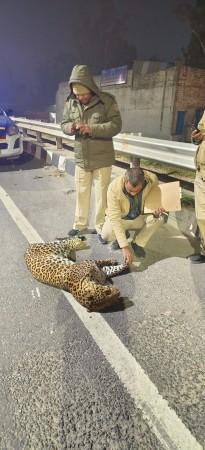 Leopard Cub Found Dead On NH-44, Police Suspect Accident Leopard Cub Found Dead On NH-44, Police Suspect Accident