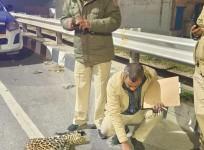 Leopard Cub Found Dead On NH-44, Police Suspect Accident