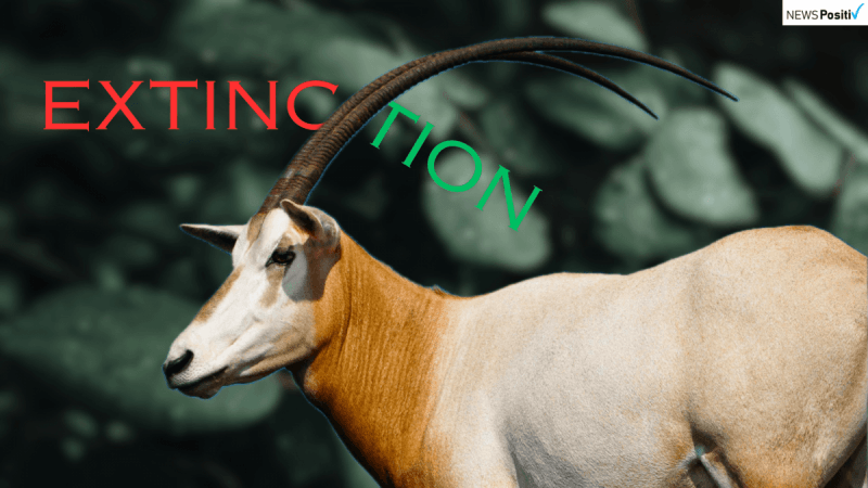 Scimitar-Horned Oryx Scimitar-Horned Oryx