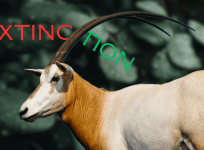 Scimitar-Horned Oryx