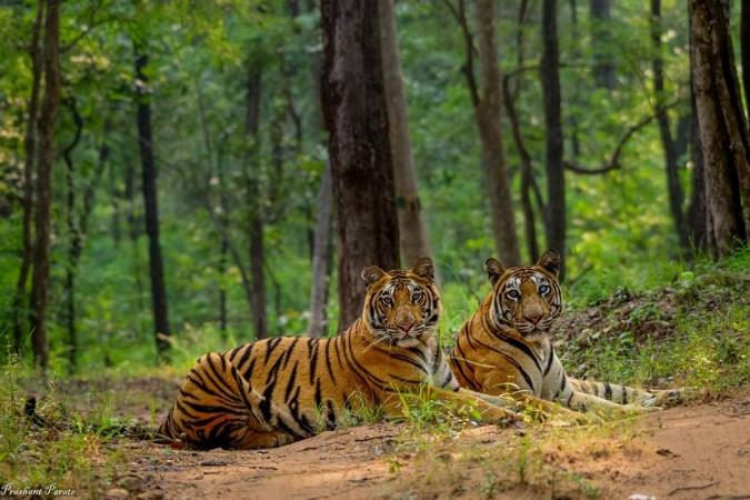 (Representational) Tiger Reserve Satpura Tiger Reserve