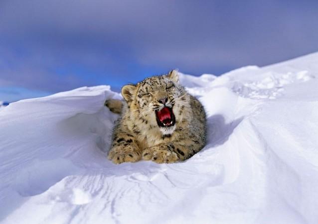 snow leopard