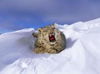 snow leopard