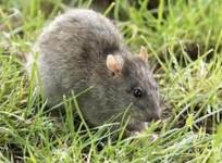 Rats
