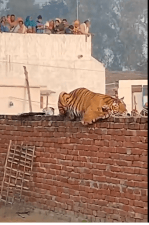 Tiger Rests On Wall in UP Village Tiger Rests On Wall in UP Village