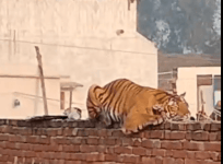 Tiger Rests On Wall in UP Village