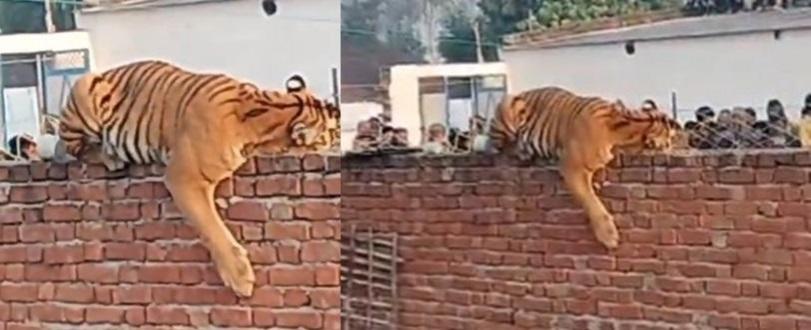 Tiger on village wall, tranquilised by UP forest team Tiger on village wall, tranquilised by UP forest team