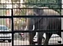 Tusker gatecrashes into Haridwar district court