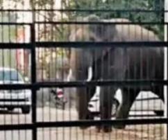 Forest officials are patrolling the area after three elephants, separated from a 17-member herd Tusker gatecrashes into Haridwar district court