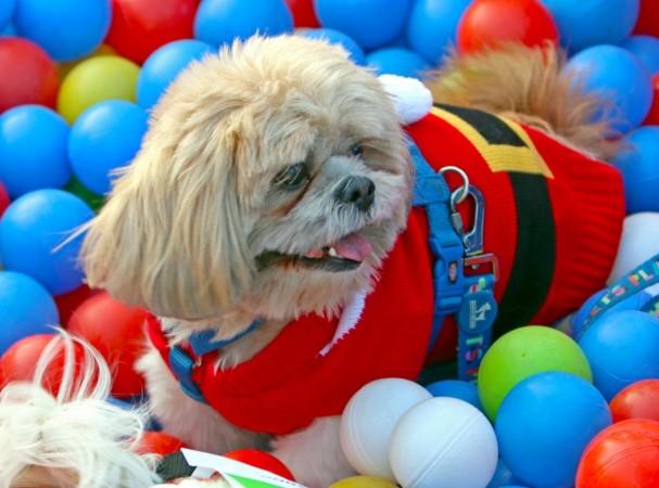 Having pets may help older adults living alone maintain healthy brains: Study Having pets may help older adults living alone maintain healthy brains: Study