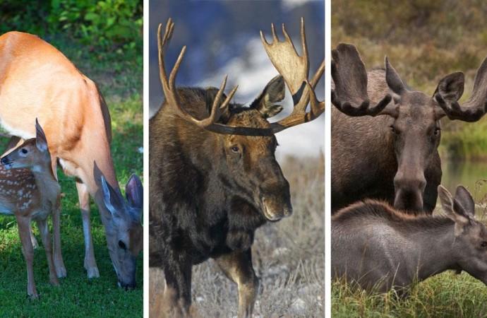 No Way To Know If 'Zombie Deer' Disease Spread In Humans: Report No Way To Know If 'Zombie Deer' Disease Spread In Humans: Report