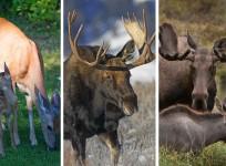 No Way To Know If 'Zombie Deer' Disease Spread In Humans: Report