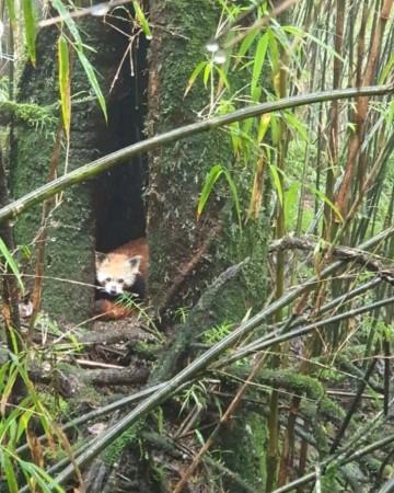 Darjeeling Zoo to get two male Red Pandas this month Darjeeling Zoo to get two male Red Pandas this month